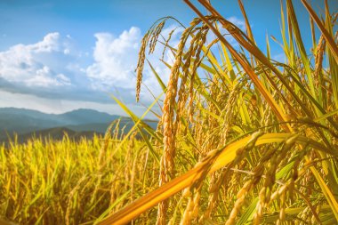 pirinç terasları gündoğumu ve bulutlu gökyüzü altında.