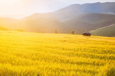 pirinç terasları gündoğumu ve bulutlu gökyüzü altında.