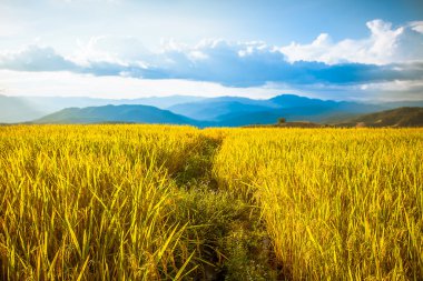pirinç terasları gündoğumu ve bulutlu gökyüzü altında.