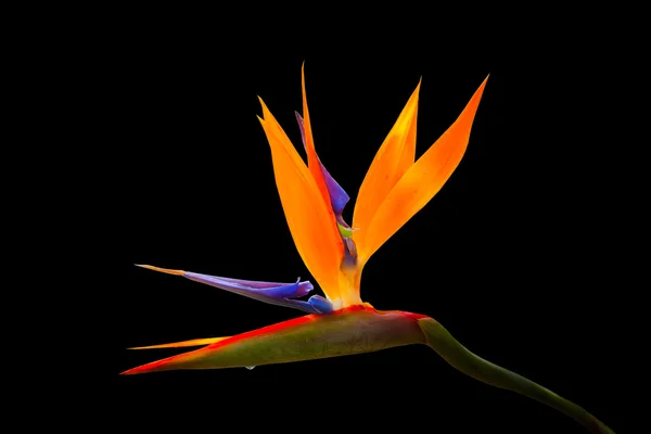 Bird paradise flower isolated on black. — Stockfoto