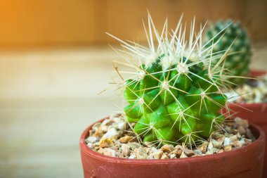 kaktüs ahşap arka plan üzerinde plastik kapta