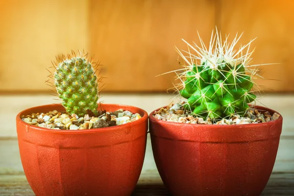 Cactus in vaso di plastica su fondo di legno — Foto Stock