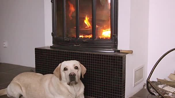 Dog lying in front of fireplace — Stock Video