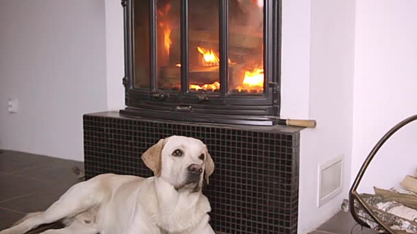 Dog lying in front of fireplace — Stock Video