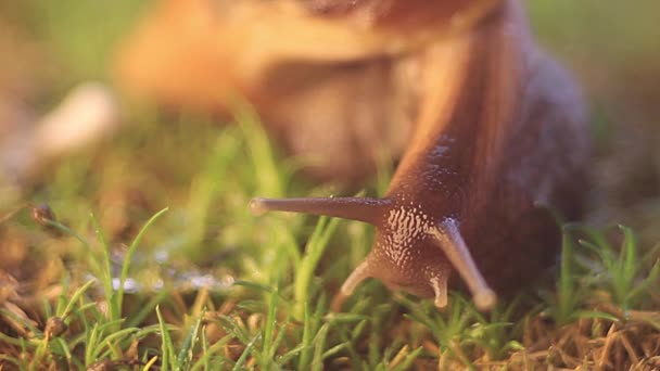 escargot Achatina rampant 