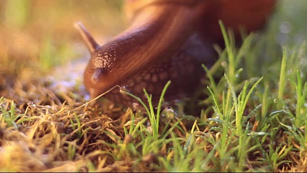 Schneckenachatina kriecht — Stockvideo