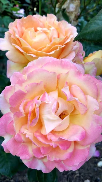 Una Hermosa Flor Rosa Lecho Flores Calle —  Fotos de Stock