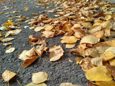 Sonbahar yaprakları dökülüyor. Yerde bir sürü sarı, kırmızı, kestane rengi yaprak var..