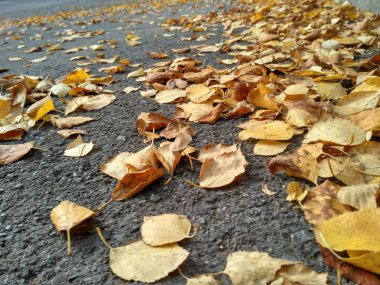 Sonbahar yaprakları dökülüyor. Yerde bir sürü sarı, kırmızı, kestane rengi yaprak var..