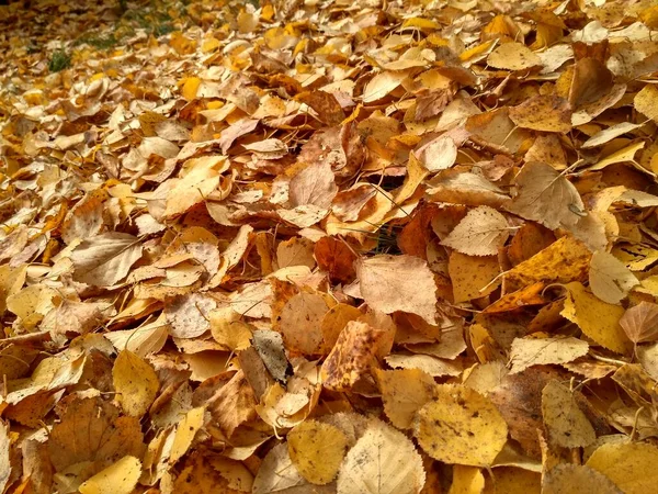 Осенний Лист Опадает Много Желтых Красных Бордовых Листьев Лежат Земле — стоковое фото