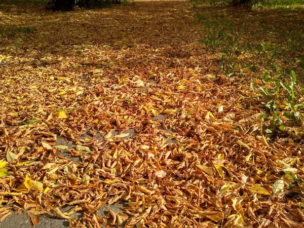 Otoño Caída Hoja Hay Muchas Hojas Amarillas Rojas Granate Tiradas — Foto de Stock