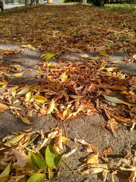 秋天落叶 地上躺着许多黄色 栗色的叶子 — 图库照片