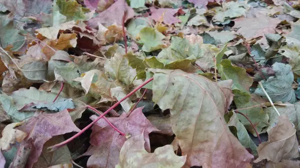 Otoño Caída Hoja Hay Muchas Hojas Amarillas Rojas Granate Tiradas — Foto de Stock