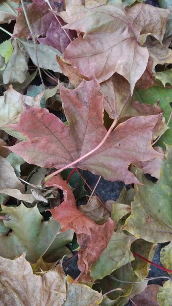 Herfstblad Valt Veel Gele Rode Kastanjebruine Bladeren Liggen Grond — Stockfoto