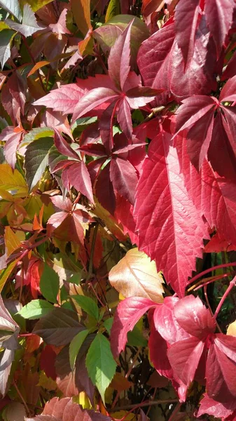 Autunno Caduta Foglia Sacco Giallo Rosso Marrone Foglie Sono Sdraiate — Foto Stock