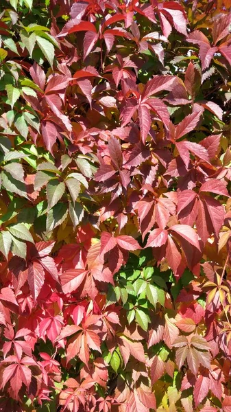 Podzimní Listí Padá Zemi Leží Spousta Žlutých Červených Kaštanových Listů — Stock fotografie