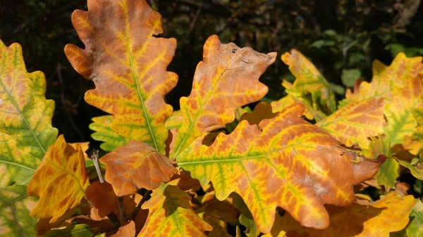 Herfstblad Valt Veel Gele Rode Kastanjebruine Bladeren Liggen Grond — Stockfoto