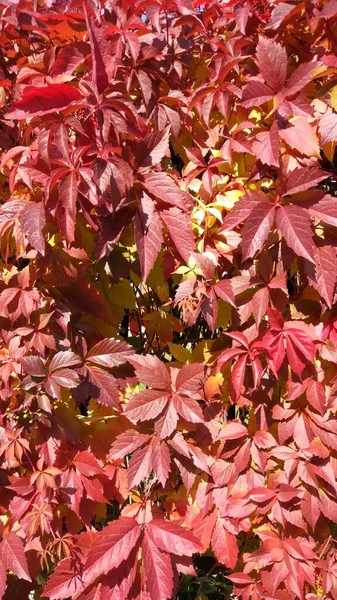 Sonbahar Yaprakları Dökülüyor Yerde Bir Sürü Sarı Kırmızı Kestane Rengi — Stok fotoğraf