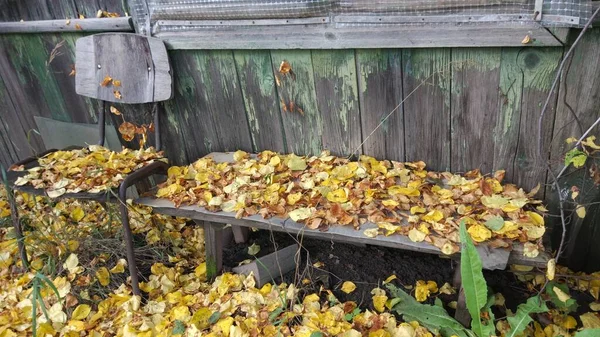 Otoño Caída Hoja Hay Muchas Hojas Amarillas Rojas Granate Tiradas — Foto de Stock