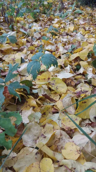 Herfstblad Valt Veel Gele Rode Kastanjebruine Bladeren Liggen Grond — Stockfoto