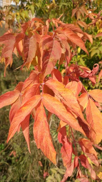 Outono Caem Folhas Monte Amarelo Vermelho Maroon Folhas Estão Deitadas — Fotografia de Stock