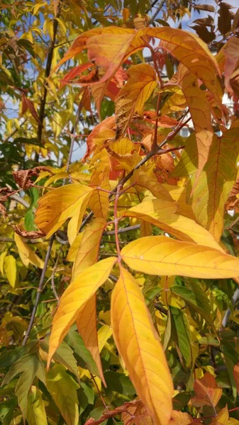 Otoño Caída Hoja Hay Muchas Hojas Amarillas Rojas Granate Tiradas — Foto de Stock