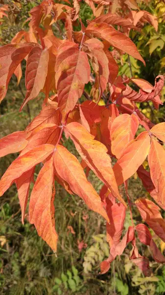 Herfstblad Valt Veel Gele Rode Kastanjebruine Bladeren Liggen Grond — Stockfoto