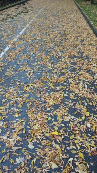 Herfstblad Valt Veel Gele Rode Kastanjebruine Bladeren Liggen Grond — Stockfoto