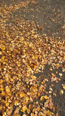 Sonbahar yaprakları dökülüyor. Yerde bir sürü sarı, kırmızı, kestane rengi yaprak var..