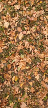 Sonbahar yaprakları dökülüyor. Yerde bir sürü sarı, kırmızı, kestane rengi yaprak var..