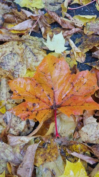 Autunno Caduta Foglia Sacco Giallo Rosso Marrone Foglie Sono Sdraiate — Foto Stock