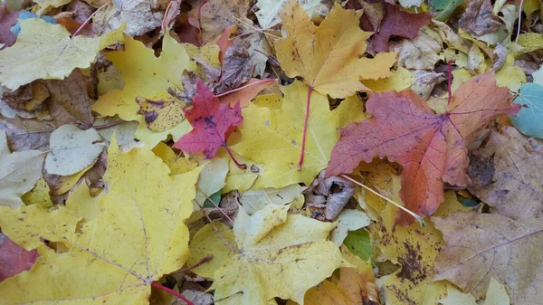 Jesienny Liść Spada Wiele Żółtych Czerwonych Bordowych Liści Leży Ziemi — Zdjęcie stockowe