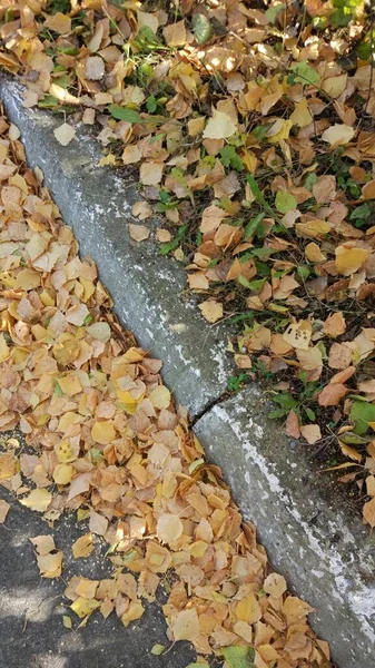 Herfstblad Valt Veel Gele Rode Kastanjebruine Bladeren Liggen Grond — Stockfoto