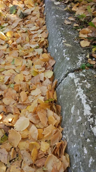 Otoño Caída Hoja Hay Muchas Hojas Amarillas Rojas Granate Tiradas —  Fotos de Stock