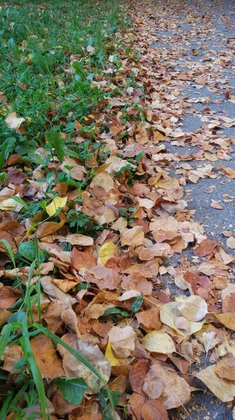 Otoño Caída Hoja Hay Muchas Hojas Amarillas Rojas Granate Tiradas — Foto de Stock