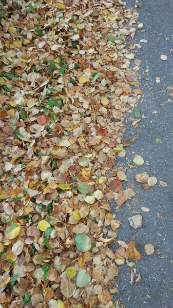 Herbstblätterfall Viele Gelbe Rote Kastanienbraune Blätter Liegen Auf Dem Boden — Stockfoto