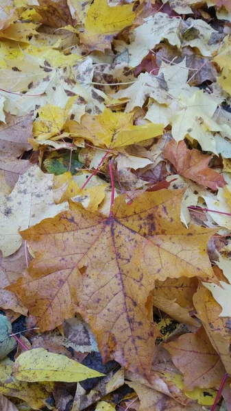 秋天落叶 地上躺着许多黄色 栗色的叶子 — 图库照片