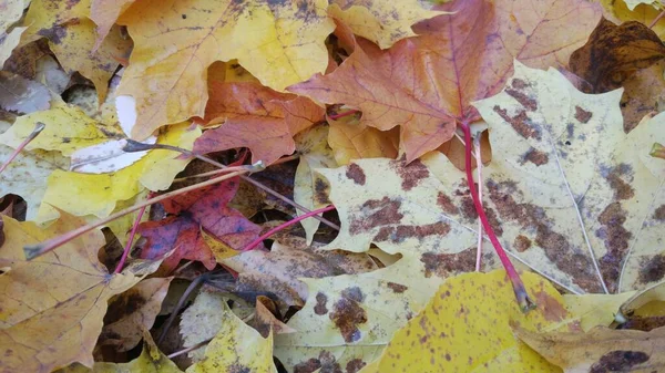 Autunno Caduta Foglia Sacco Giallo Rosso Marrone Foglie Sono Sdraiate — Foto Stock