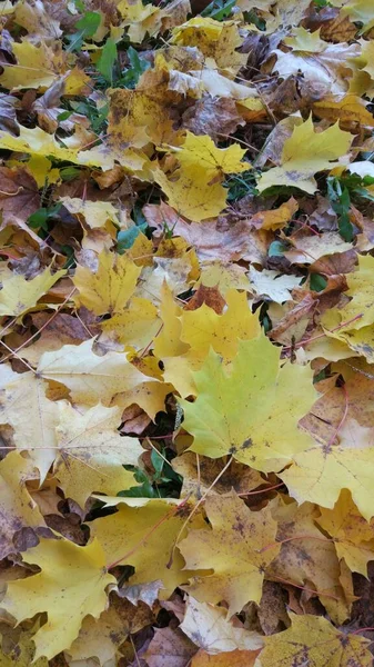 Autunno Caduta Foglia Sacco Giallo Rosso Marrone Foglie Sono Sdraiate — Foto Stock