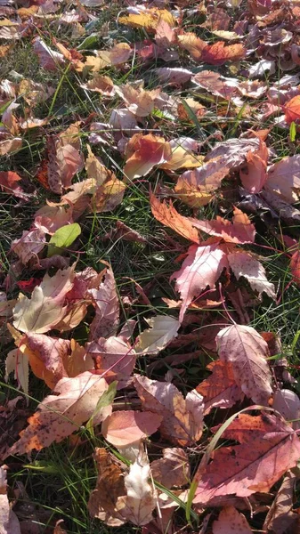 Automne Chute Des Feuilles Beaucoup Feuilles Jaunes Rouges Marron Sont — Photo