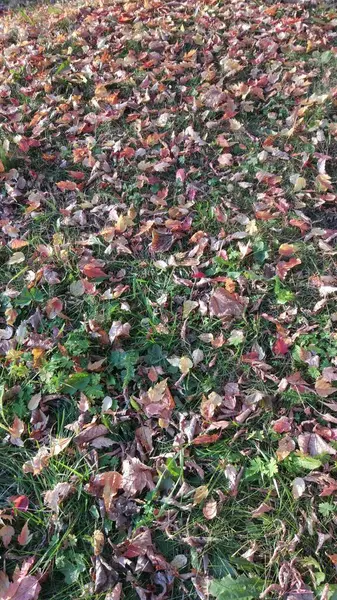 Otoño Caída Hoja Hay Muchas Hojas Amarillas Rojas Granate Tiradas — Foto de Stock