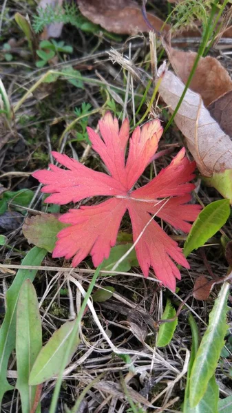 Høstblad Faller Mange Gule Røde Rødbrune Blader Ligger Bakken – stockfoto