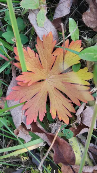 Automne Chute Des Feuilles Beaucoup Feuilles Jaunes Rouges Marron Sont — Photo