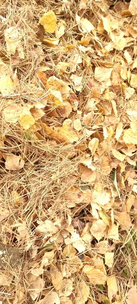 Herbstblätterfall Viele Gelbe Rote Kastanienbraune Blätter Liegen Auf Dem Boden — Stockfoto