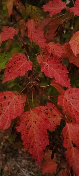 Podzimní Listí Padá Zemi Leží Spousta Žlutých Červených Kaštanových Listů — Stock fotografie