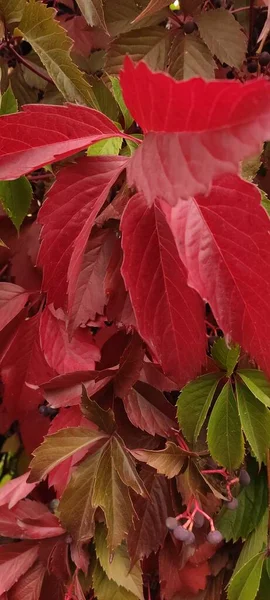 Automne Chute Des Feuilles Beaucoup Feuilles Jaunes Rouges Marron Sont — Photo