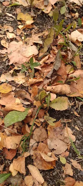 Otoño Caída Hoja Hay Muchas Hojas Amarillas Rojas Granate Tiradas — Foto de Stock