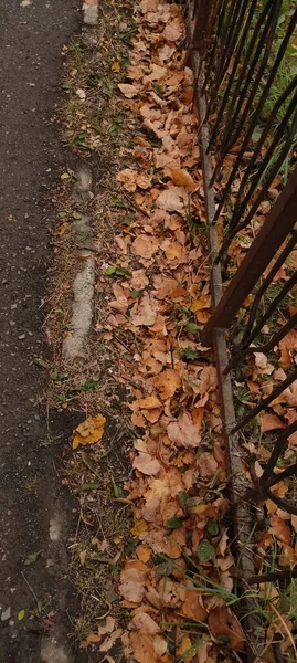 Autumn Leaf Fall Lot Yellow Red Maroon Leaves Lying Ground — Stock Photo, Image