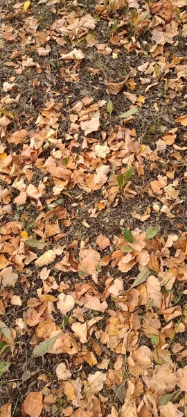 Осенний Лист Опадает Много Желтых Красных Бордовых Листьев Лежат Земле — стоковое фото