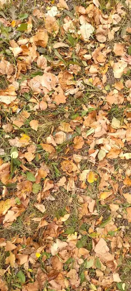 Sonbahar Yaprakları Dökülüyor Yerde Bir Sürü Sarı Kırmızı Kestane Rengi — Stok fotoğraf